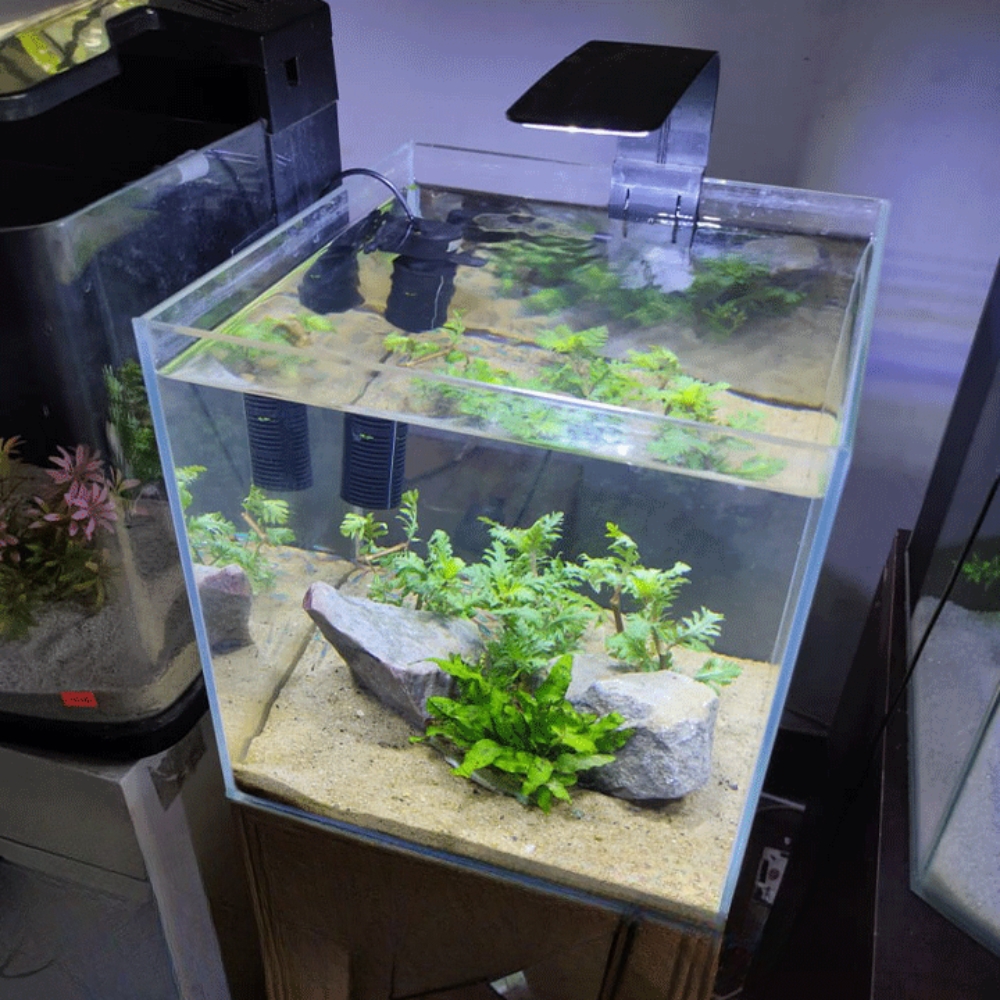 12 inch Cube Crystal Tank With Full setup