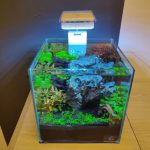 9inch Cube Complete Planted Setup
