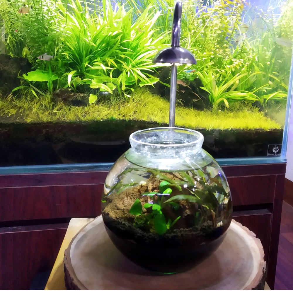 Custom Wooden Stand & Light