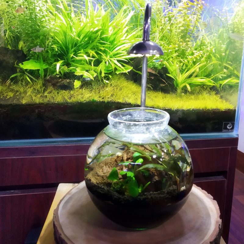 Custom Wooden Stand & Light