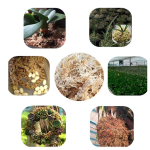 Sphagnum Moss Big Block (450 Gm)