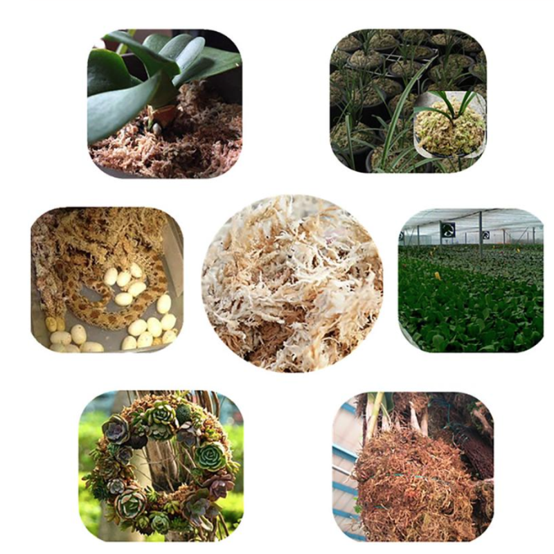 Sphagnum Moss Big Block (450 Gm)