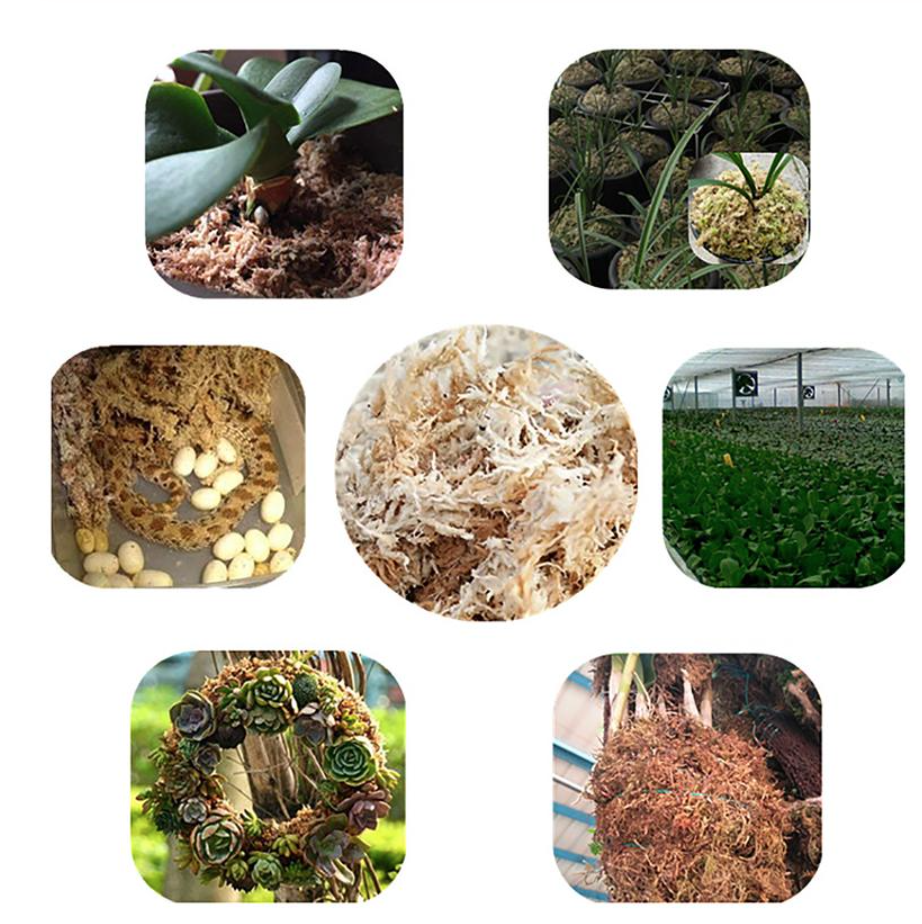 Sphagnum Moss Big Block (450 Gm)