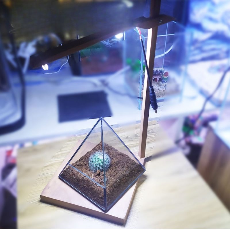 Terrarium Box- 3 Dimension