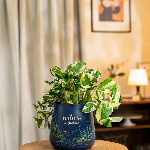 pot plants