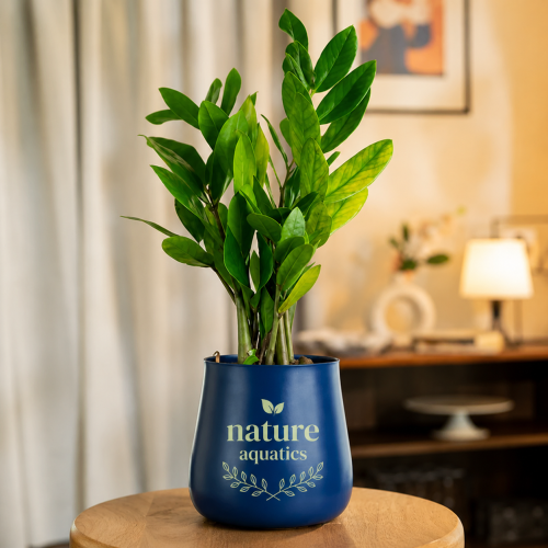 nature aquatics plant