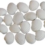 Jinuk Shell