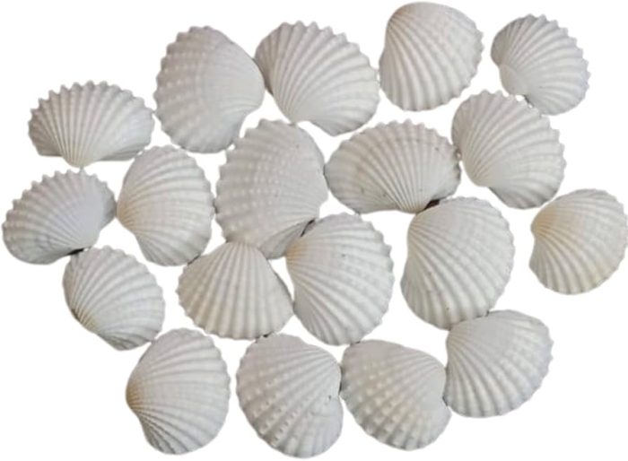 Jinuk Shell
