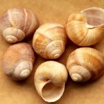 Snail Shell