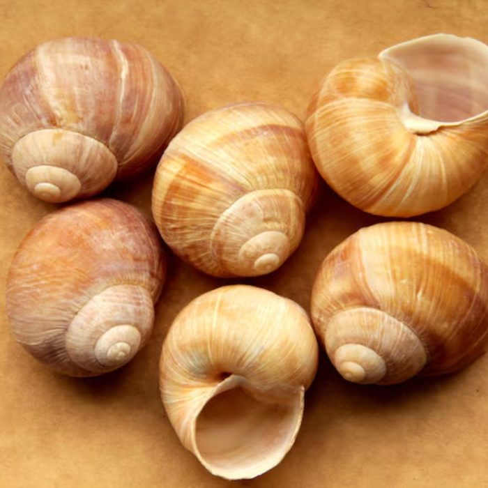 Snail Shell