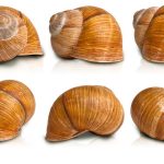 Snail Shell