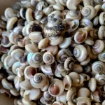 Snail Shell Small