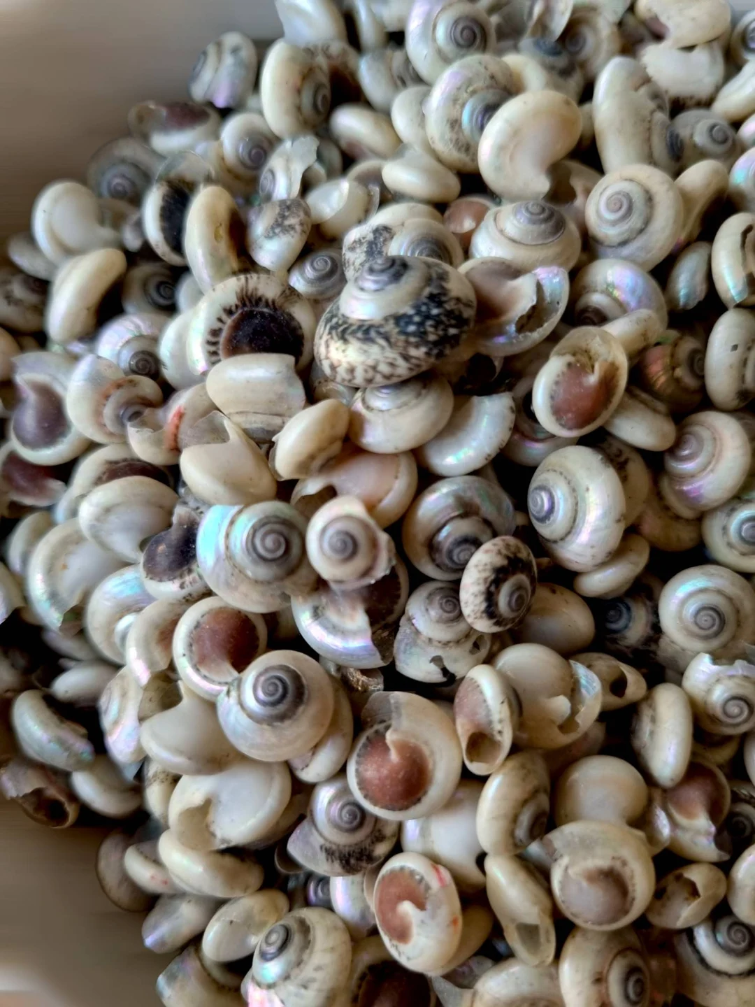Snail Shell Small
