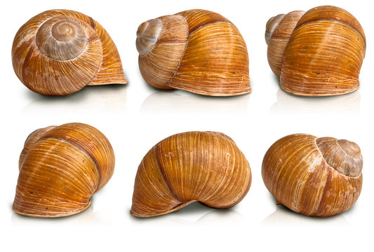 Snail Shell