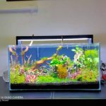 aquarium