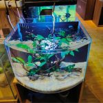 curve aquarium