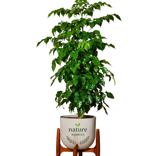 nature aquatics big plants