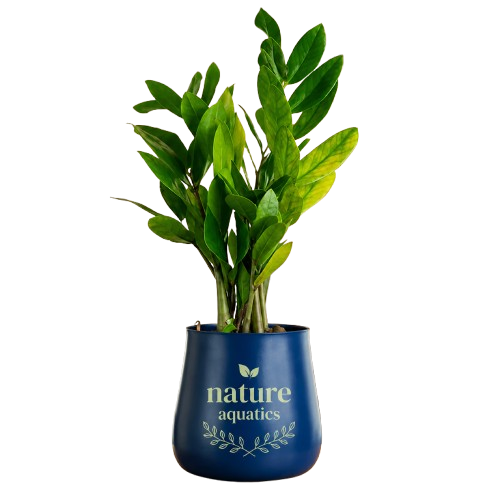 nature aquatics medium plants