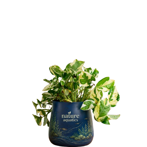 pot plants