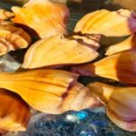 Conch Snail Shells Big