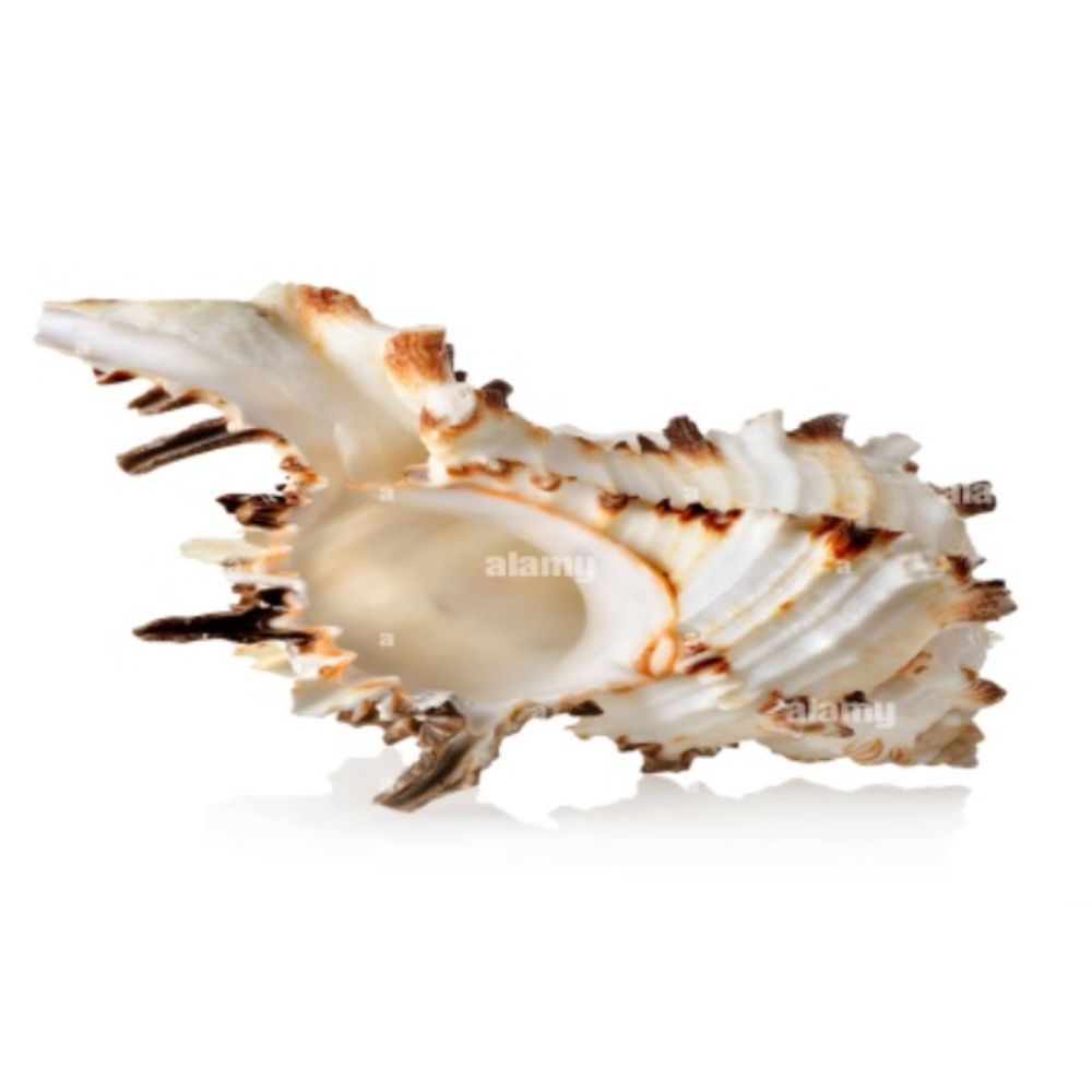 Giant clam shell