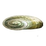 Green Turbo Snail Shell