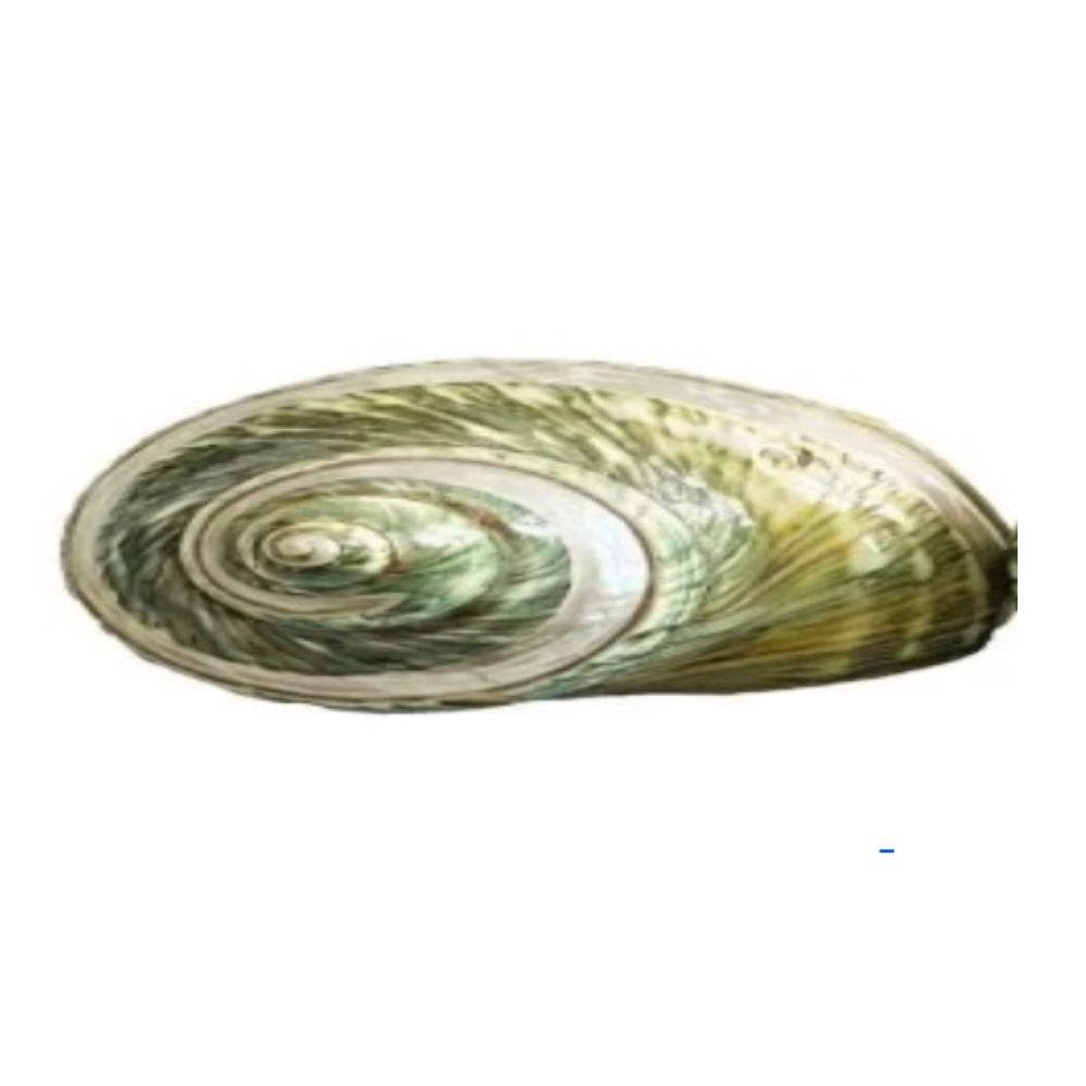 Green Turbo Snail Shell