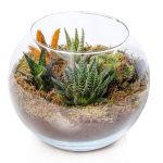 Growing haworthia in terrariums