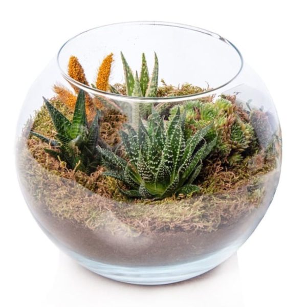 Growing haworthia in terrariums