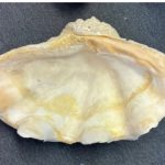 Murex Ramosus (White)