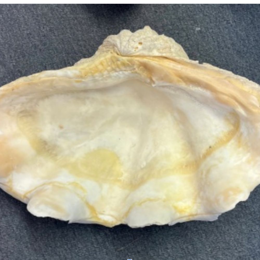 Murex Ramosus (White)