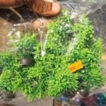 plastic plants