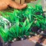 plastic plants