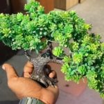 plastic plants