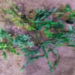 plastic plants